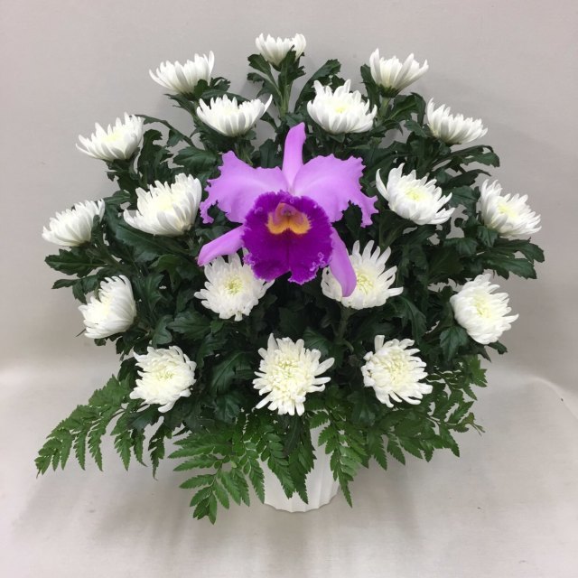 3322 【供花】カトレアと菊のアレンジメントW(H50) Cスタイル