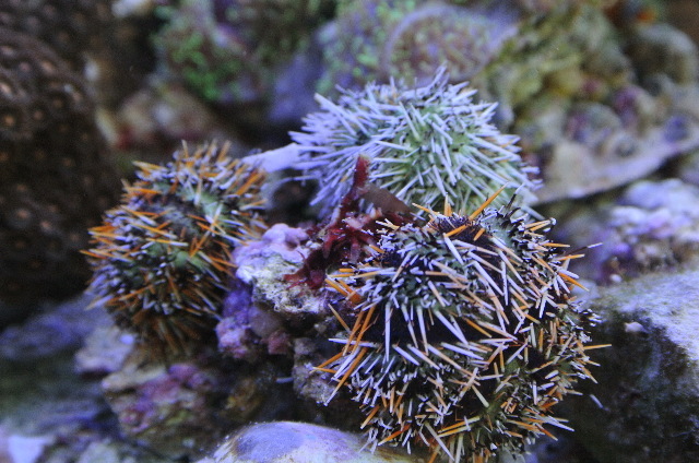 ライブロックのコケ藻類を根こそぎ除去してくれるシラヒゲウニ