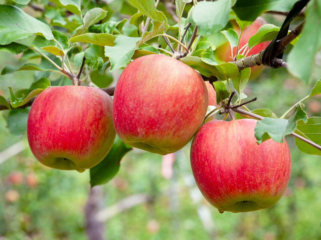 高山村 土恵農園 シナノスイート約3kg【訳あり】