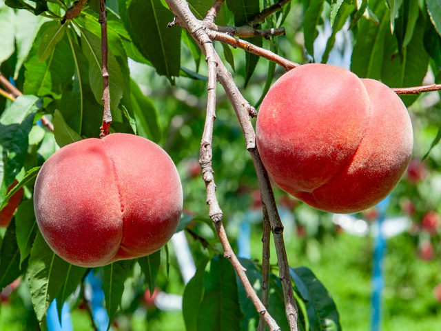 8/12・8/13にお届け／長野県中野市産 丸山農園の桃 約3kg 品種おまかせ