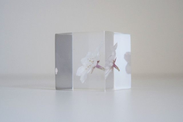 Sola cube] 【数量限定】ソメイヨシノ - ならの実