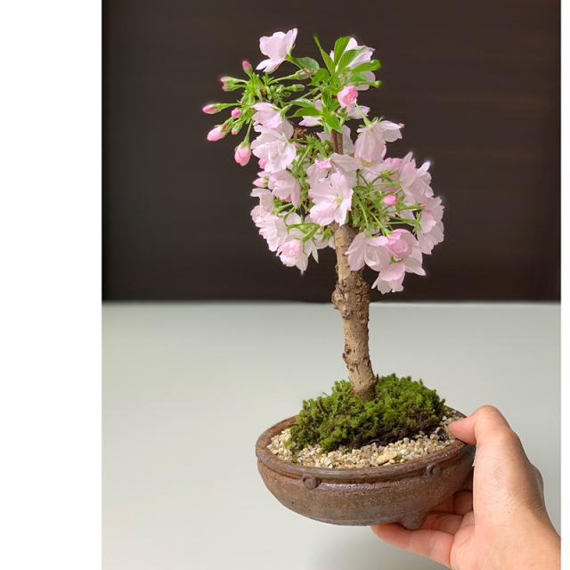 asahisigamotu2.jpg?t=