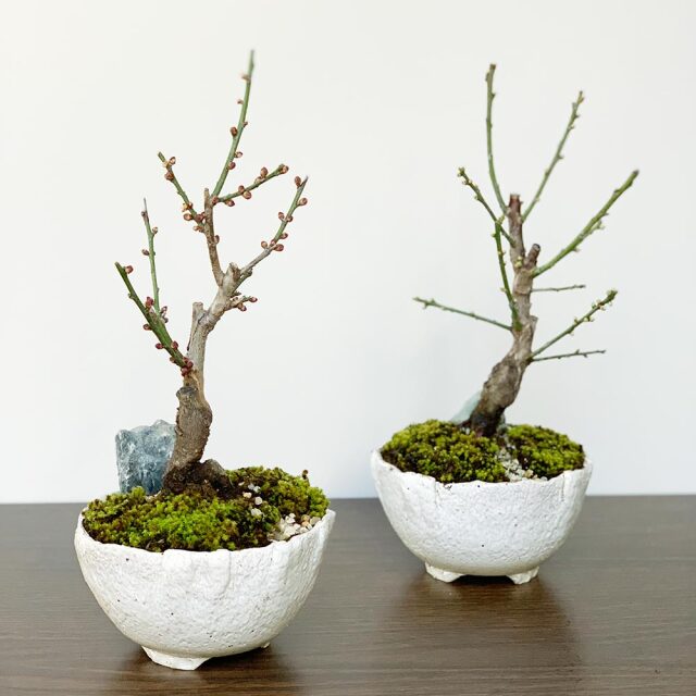 2026年開花終了】送料無料 白梅盆栽 万古白深鉢 盆栽 ぼんさい