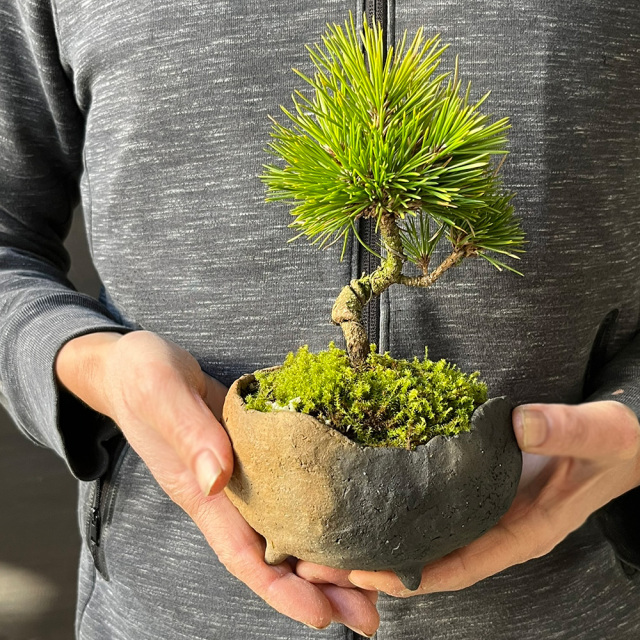 送料無料でお届け。日々の暮らしに憩いと安らぎを演出【黒松（くろまつ