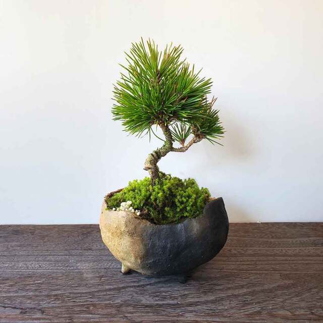 送料無料でお届け。日々の暮らしに憩いと安らぎを演出【黒松（くろまつ