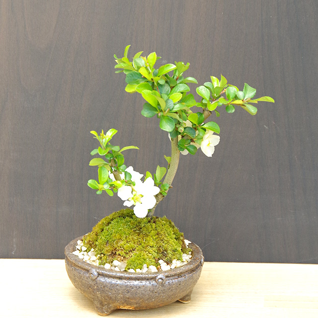 父の日の贈り物に！】年に数回可憐な花が楽しめます【白長寿梅（しろ