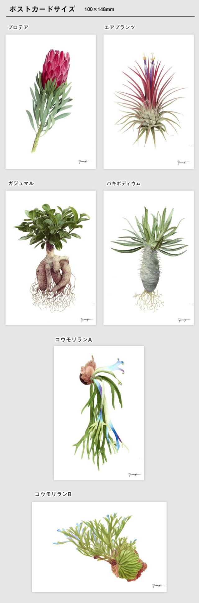 yomogi ボタニカルアート | ゼネラルストア オルネ