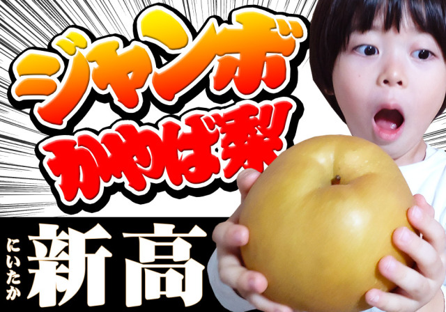 湧き出る甘い果汁 幻の 和梨 【新高 ジャンボ萱場梨 贈答用3kg前後 5-8