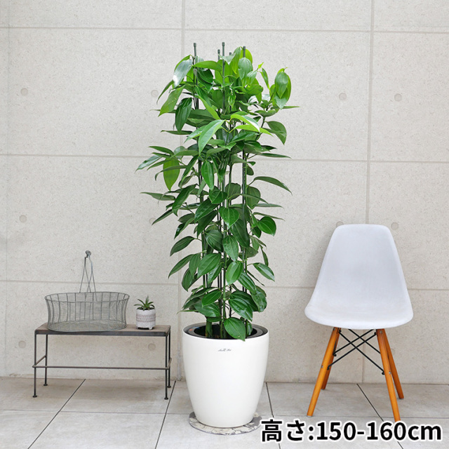 みなさん馴染みの少ない珍品・新品種のコーナー