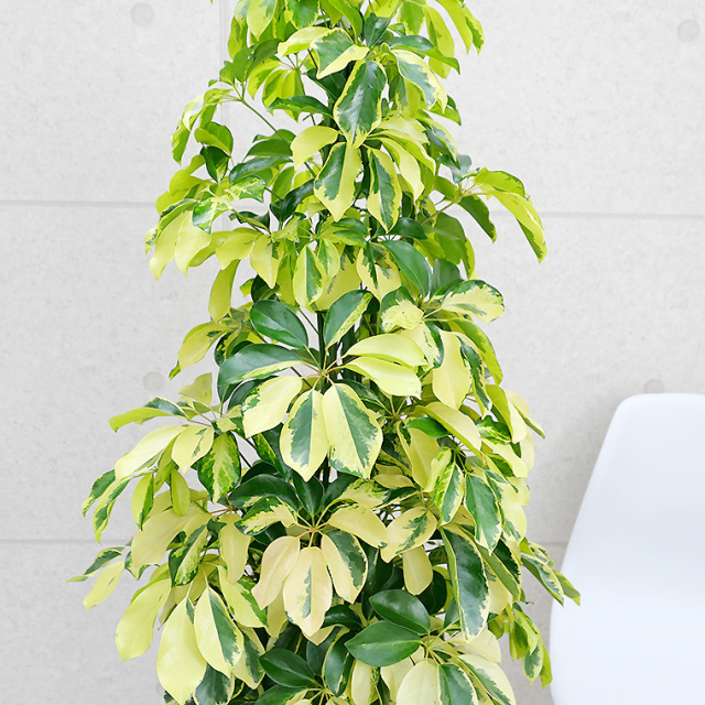 シェフレラ・ゴールドリーフ 10号鉢 観葉植物と植木鉢の専門店cocolate