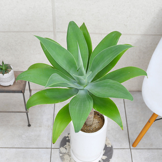 アガベ・アテナータ-010 陶器鉢植え・Mサイズ（フロウ/トール） 観葉