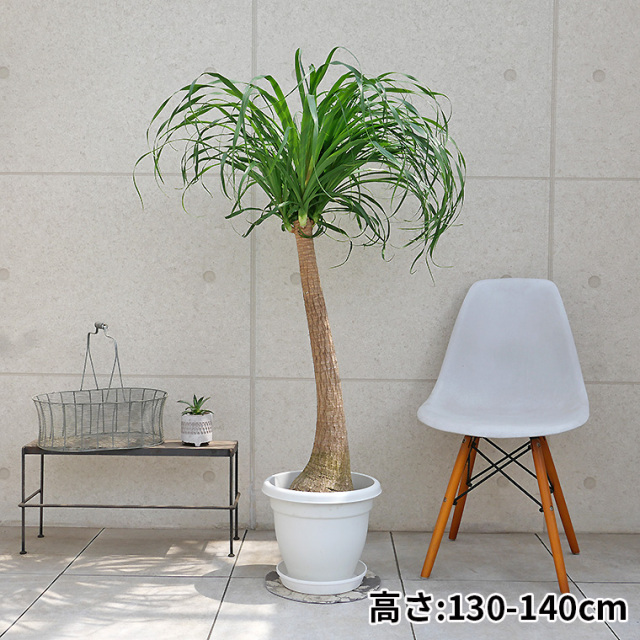 ノリナ・ポニーテール（トックリラン） 10号鉢 観葉植物と植木鉢の専門