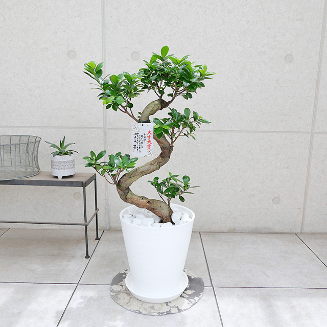 ガジュマル(多幸の樹) 8号セラート鉢 観葉植物と植木鉢の専門店