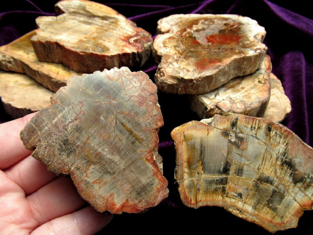 珪化木 ペトリファイドウッド プレート 置物 重さ170g-200g 神秘なる大