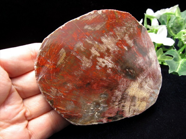 レッドタイプ 珪化木 ペトリファイドウッド プレート 置物 重さ170g
