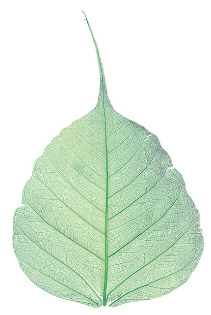 高級散華 菩提樹葉脈200枚1箱（ミドリ）