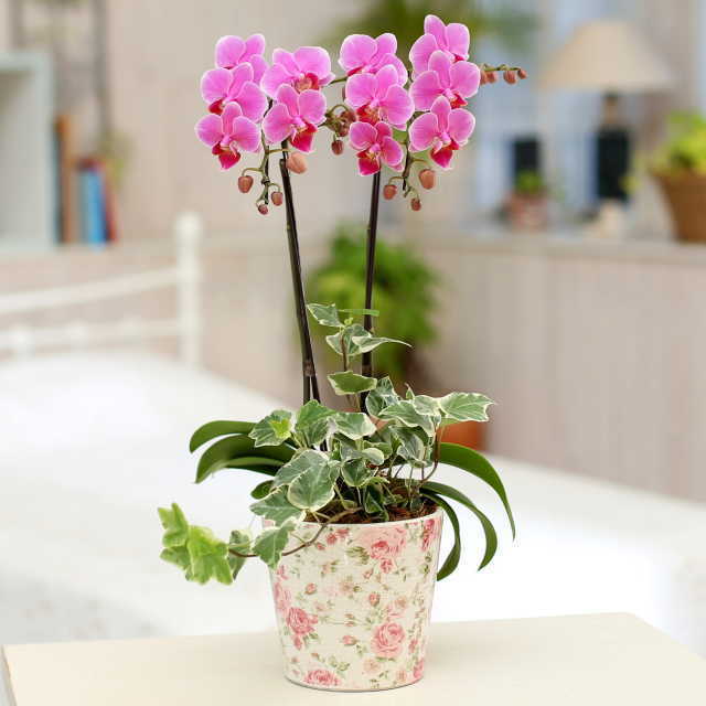 胡蝶蘭 2本立ち ピンク色 ミディ 花柄鉢 観葉寄せ | 通販の花屋