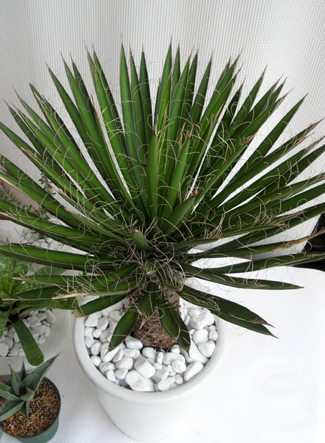 レア物です！ユッカ・フィリフェラ観葉植物の種類が豊富 通販・販売