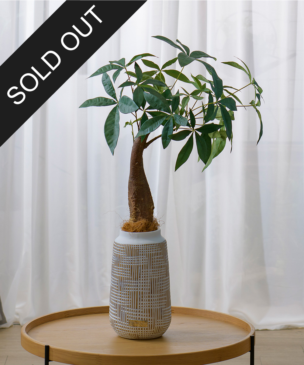 ミニパキラ 高品質 ギフト プレゼント お祝い アートグリーン