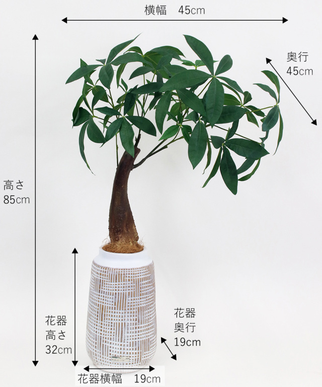 ミニパキラ 高品質 ギフト プレゼント お祝い アートグリーン