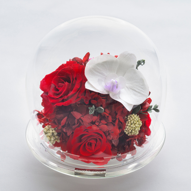 プリザーブドフラワー #胡蝶蘭のガラスドーム〈L〉