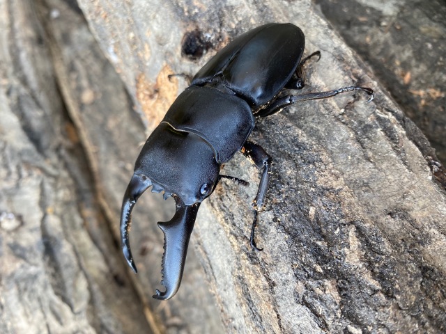 パラワンオオヒラタクワガタ