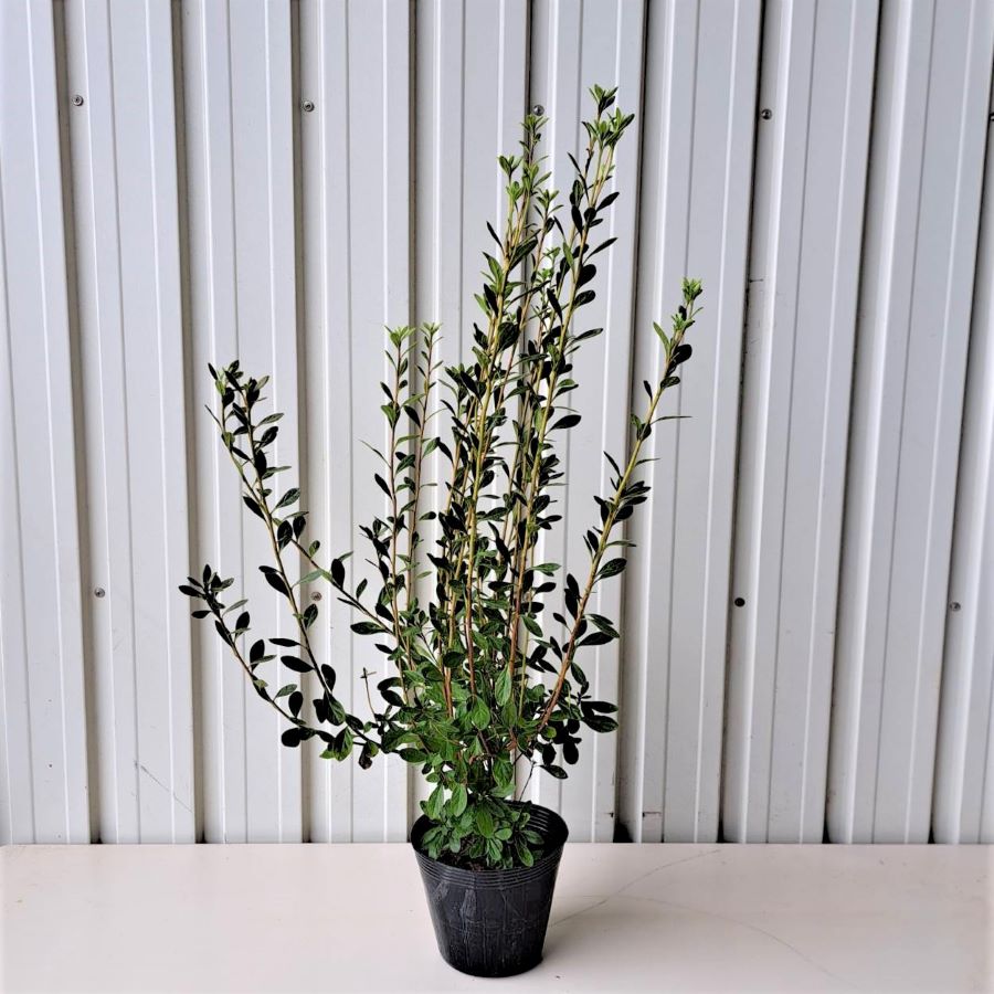 ヤマツツジ（山躑躅）