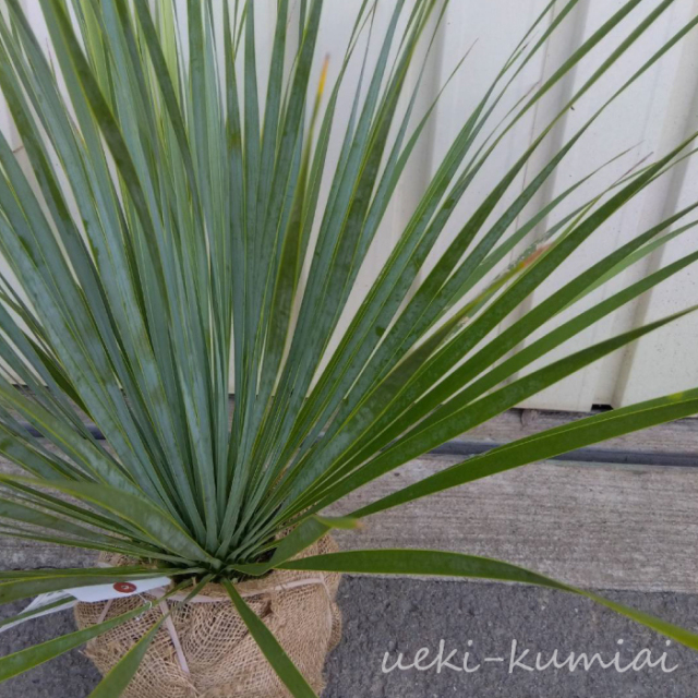 ユッカ ロストラータ サファイアスカイズ