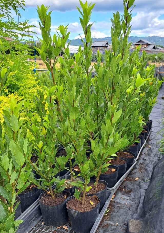 コンパクトタイプのブラシノキ リトルジョン（矮性の金宝樹）