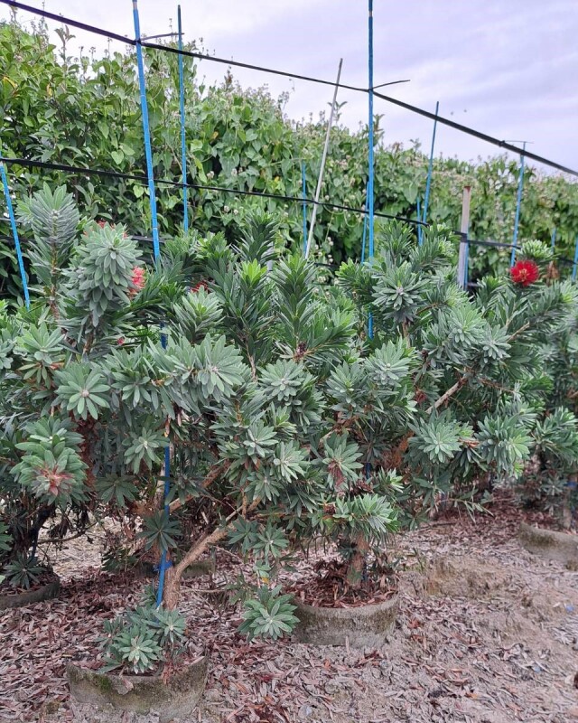 コンパクトタイプのブラシノキ リトルジョン（矮性の金宝樹）