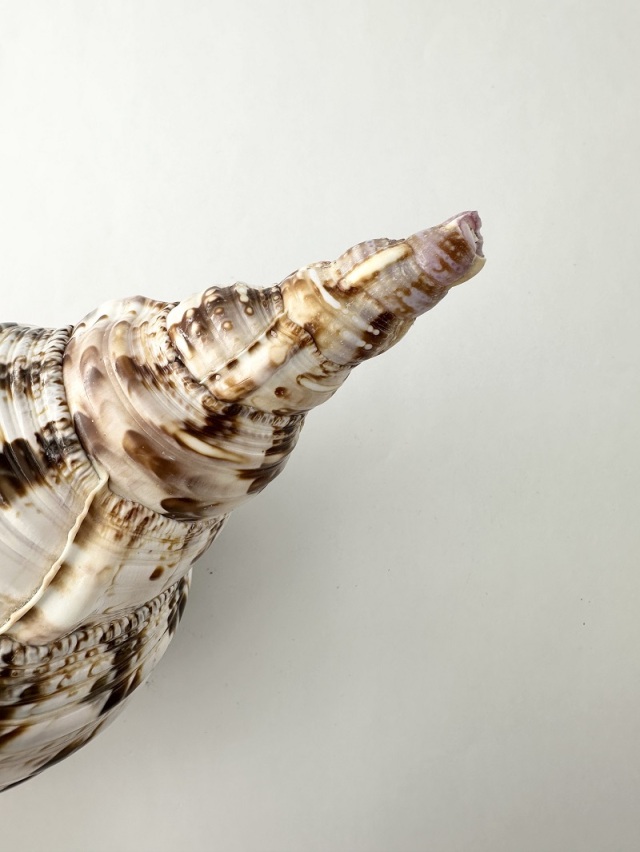 ホラガイ B品【27cm前後/1個】法螺貝