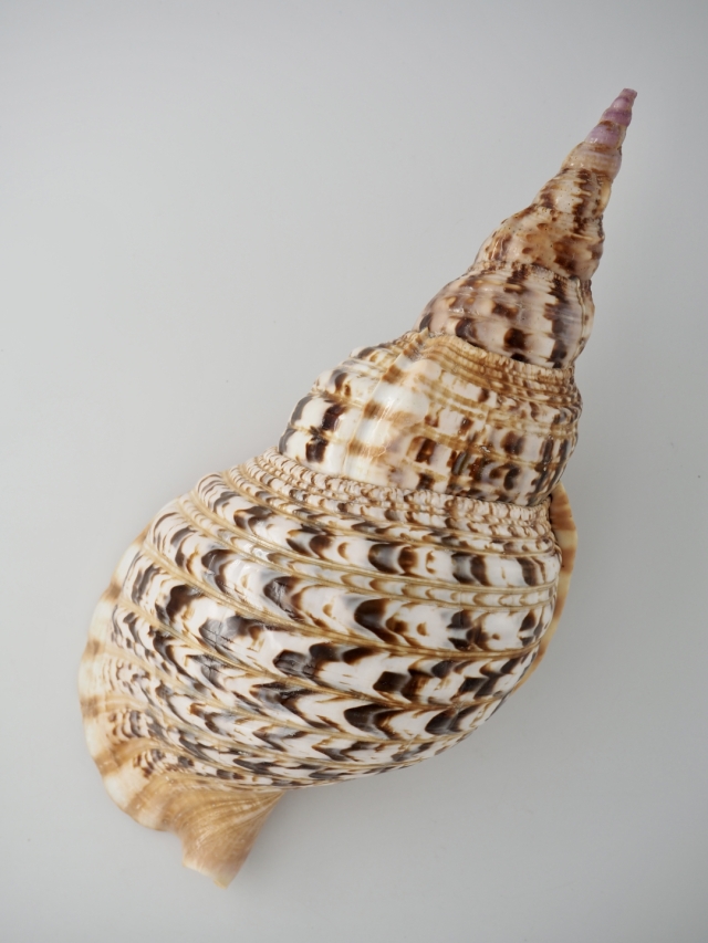 ホラガイ【35cm前後/1個】法螺貝 貝殻