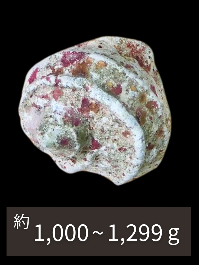 夜光貝【約1000～1299g/1個】EN:Green Turbo Snail (Size:1000-1299g