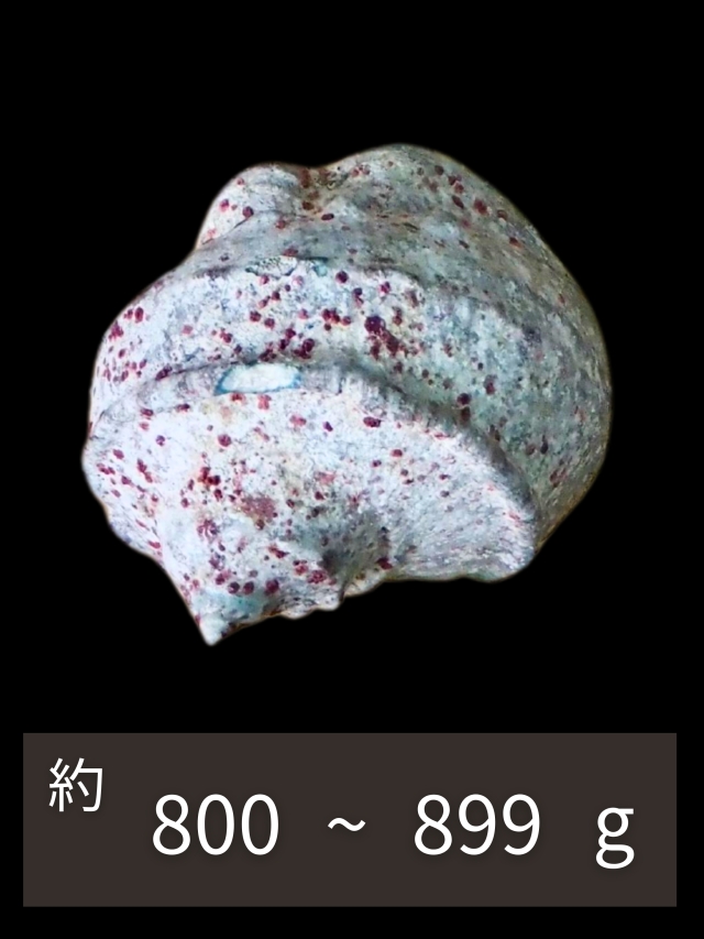 夜光貝【約800～899g/1個】EN:Green Turbo Snail (Size:800-899g, Unit