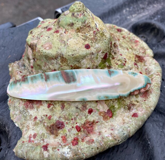 夜光貝【約1300～1599g/1個】En:Green Turbo Snail (Size:1300-1599g