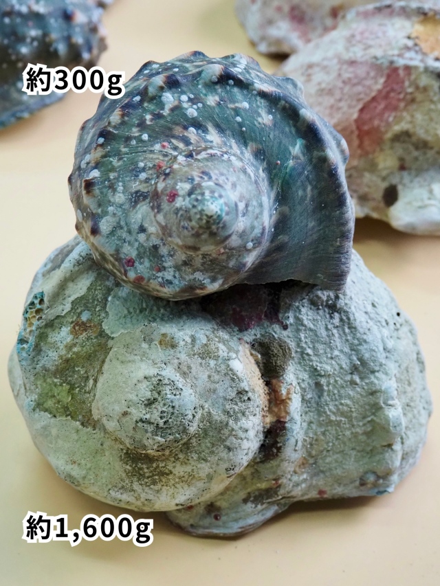 夜光貝【約500～599g/1個】EN:Green Turbo Snail (Size:500-599g, Unit