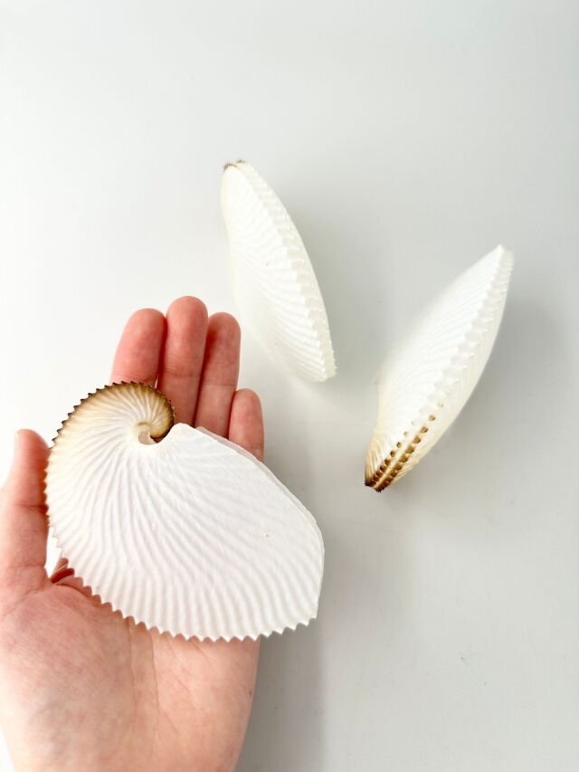 アオイガイ(国産）【11cm以下/1個】 - Not for overseas sale - 貝殻