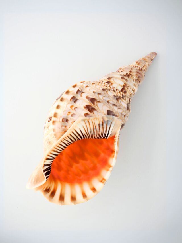 ホラガイ【35cm前後/1個】法螺貝 貝殻