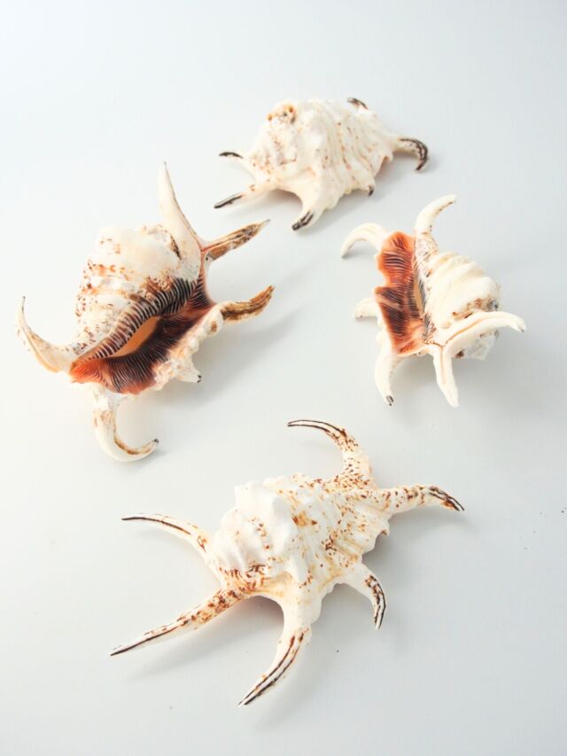 スイジガイ(水字貝)小【約10～12cm/1個】En: Lambis chiragra (size