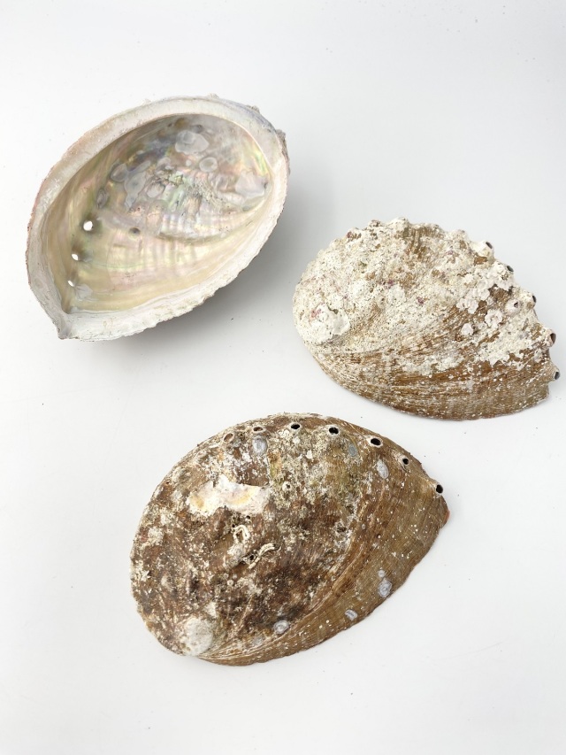 クロアワビ(自然)【約13～15cm/3枚】 En: Haliotis discus (size: 13