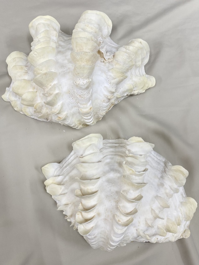 シャコガイ両面 現品 No.27（ヒレシャコガイ）【約26cm 3.6kg