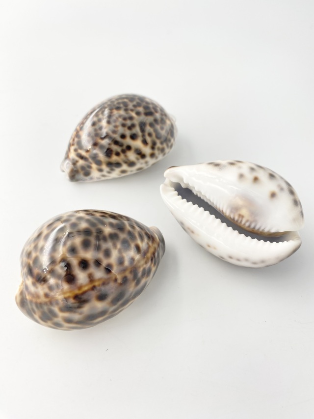 シプレアタイガー中(ホシダカラ)【7±0.5cm】En: Tiger Cowrie (size