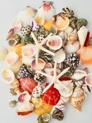 貝殻ミックス・詰め合わせ
