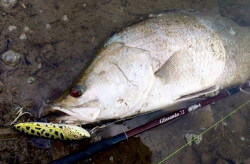 ツララ モンストロ 610Tulala Monstruo 610RM（Tulala Monstruo 610RM