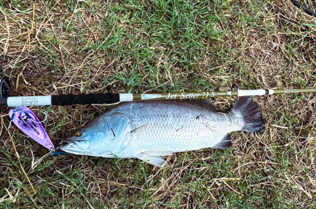 ジェットスロウ x ツララ NEW ジェットセッター71S PANTA (JetSlow