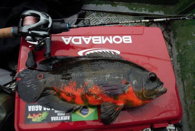 BOMBADA×TULALA Kupuasu 48（ボンバダ×ツララ クプアス 48