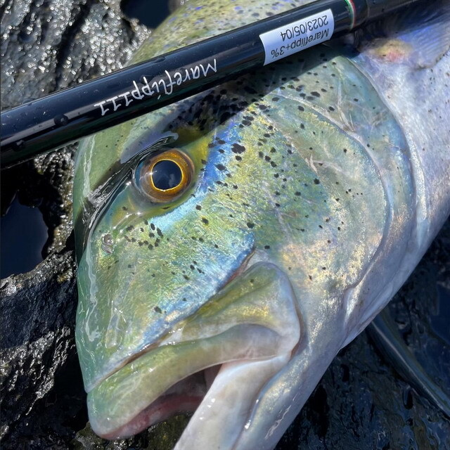 トランスセンデンス 24 マーレフリップ 120S+ （TRANSCENDENCE 24