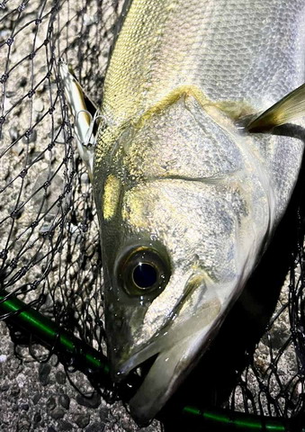 Go-Phish ul9 nine games2 torzite【シーバスルアー専門店 キング