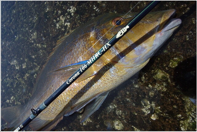 ツララ ハーモニクスコローナ106MHRC-HX ストローセッティング