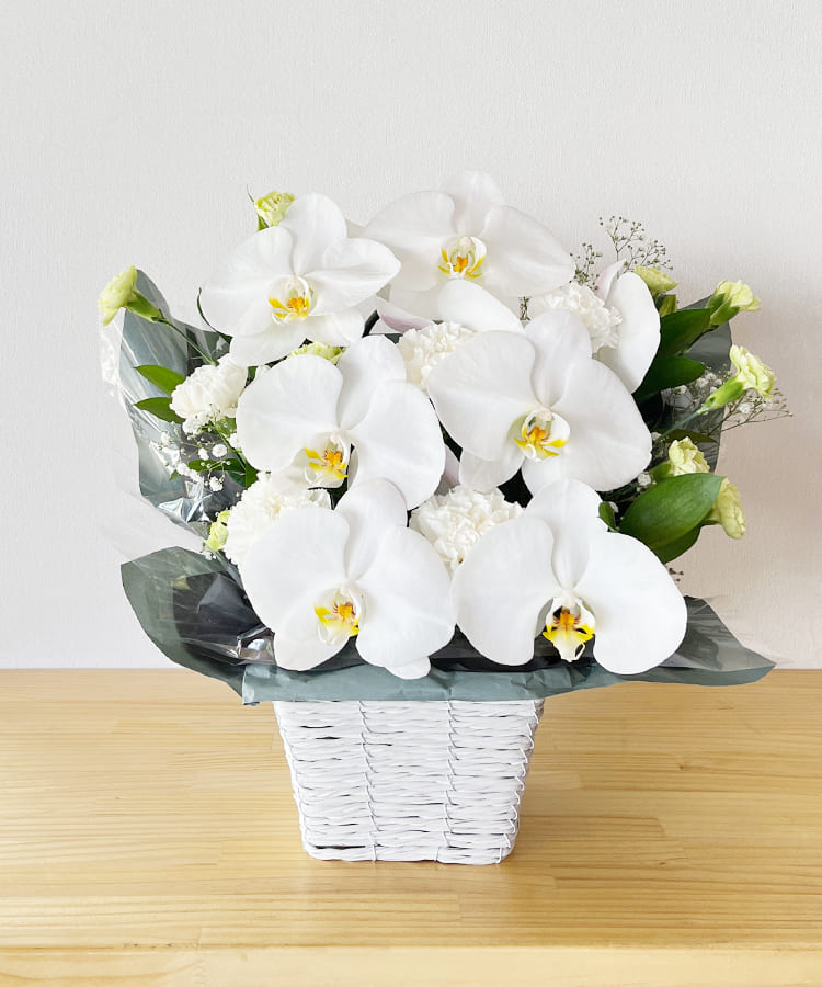 お供え向け 胡蝶蘭 アレンジSホワイト 生花｜お祝いギフトなら胡蝶蘭